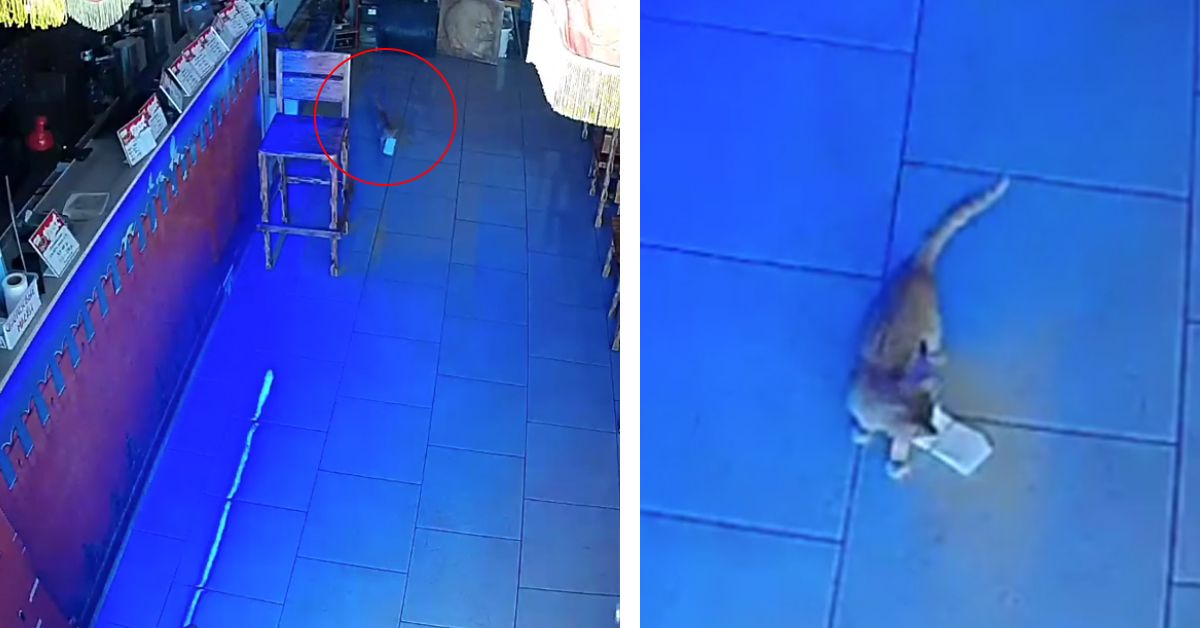 Masyanya, il gattino “ladro” che ha fatto impazzire il proprietario di un bar (video)