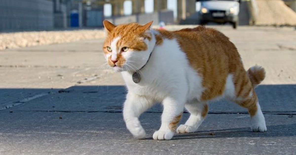 Mostik, il gattino simbolo del ponte di Crimea sta per diventare un giornalista (video)