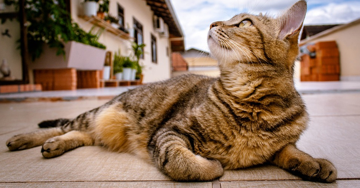 Oscar, il gattino che è sopravvissuto ad un lavaggio in lavatrice durato 12 minuti