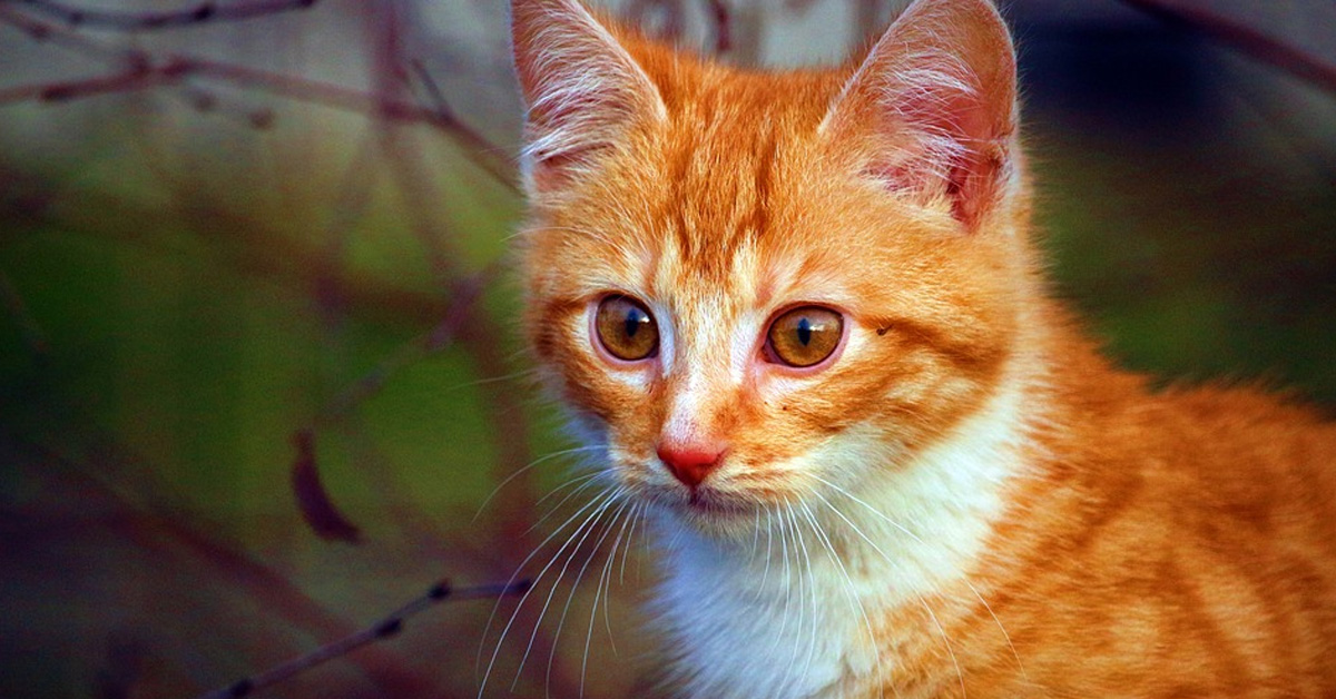 Toodles, il gattino salvato in extremis che ora cerca la felicità