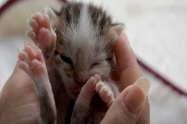 gattino abbandonato cerca coccole