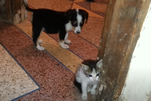 cane cerca l'amicizia di un gattino