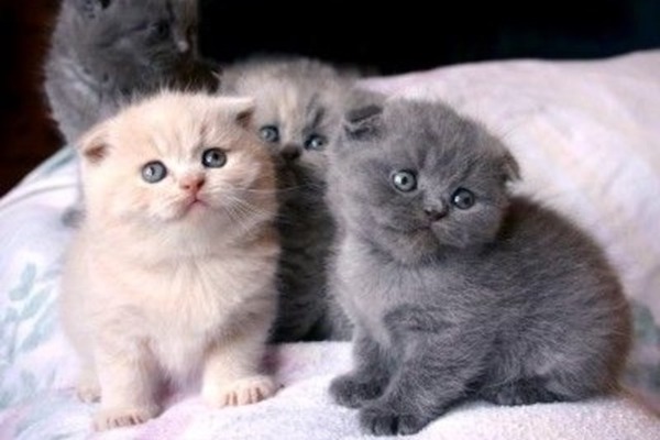 cuccioli di Scottish Fold