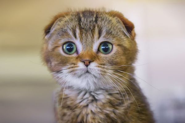 cuccioli di Scottish Fold