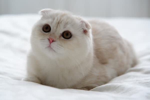 cuccioli di Scottish Fold