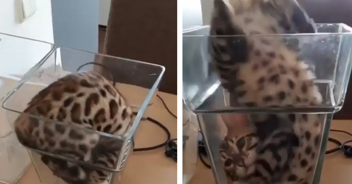 Il gatto del Bengala resta incastrato dentro ad un vaso (video)