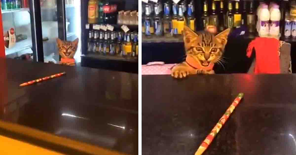 Il gattino commesso che serve i clienti da dietro il bancone (video)