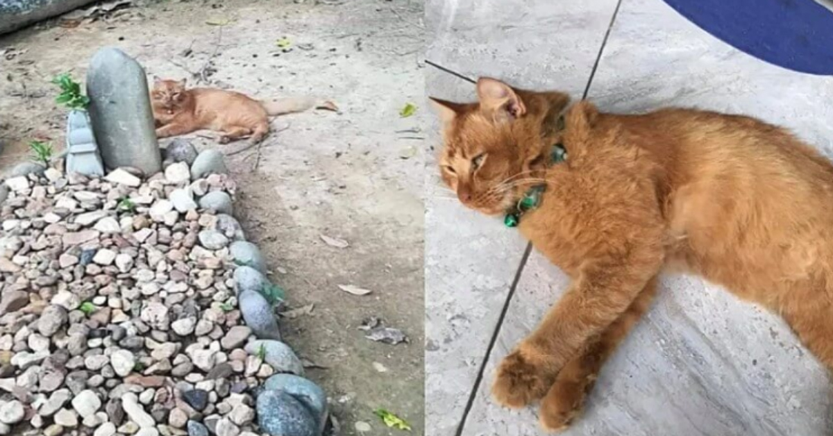 Nana, la gattina che da due anni visita la tomba del suo proprietario defunto