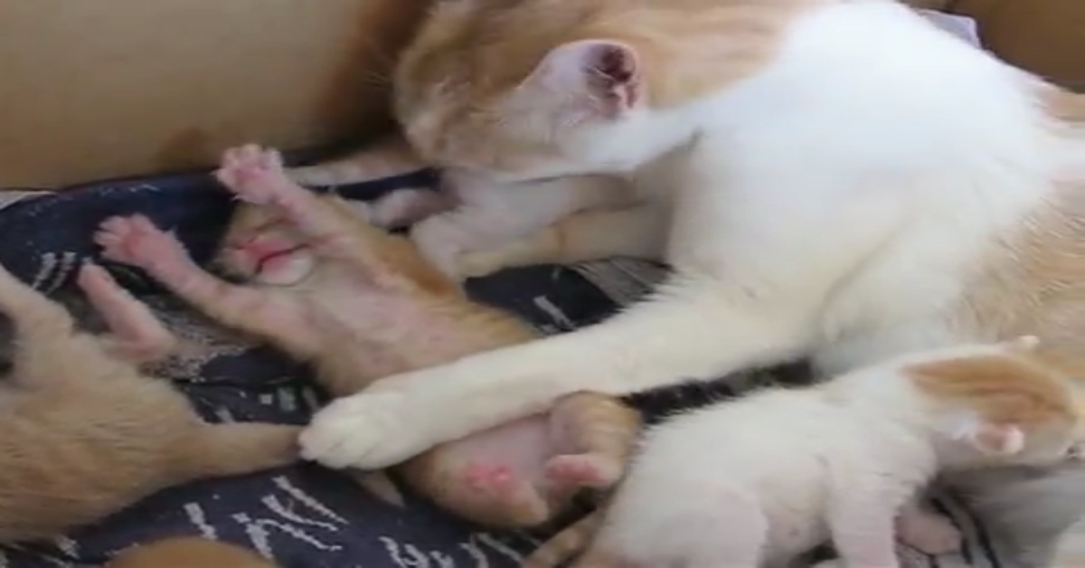 Mamma Gatto Sta Attenta Ai Suoi Cuccioli Appena Nati Video Il Mio Gatto E Leggenda