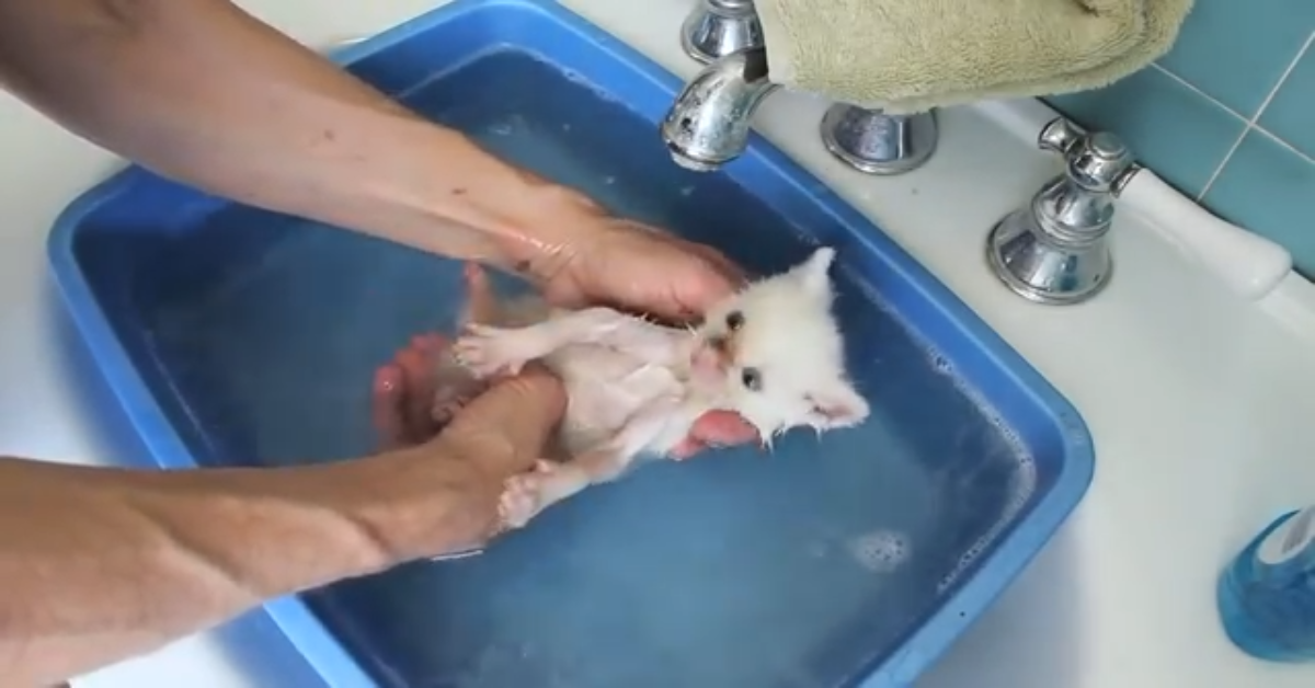 Gattini fanno il bagno dopo essere stati salvati (VIDEO)