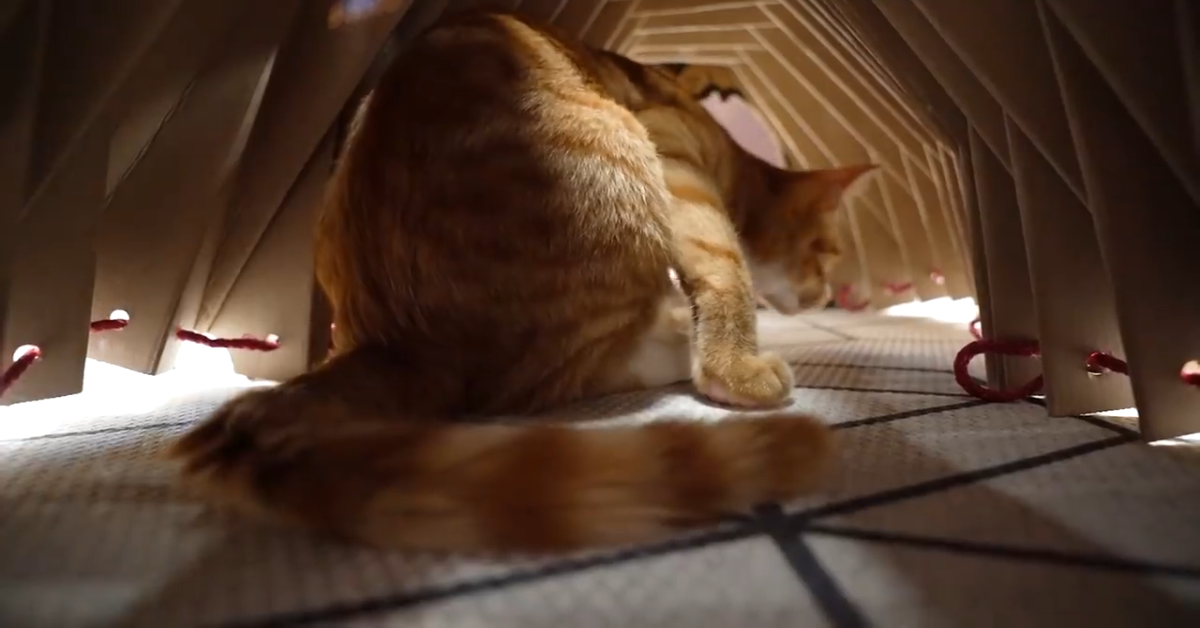 Gatto distrugge il tunnel di cartone con cui gioca (VIDEO)