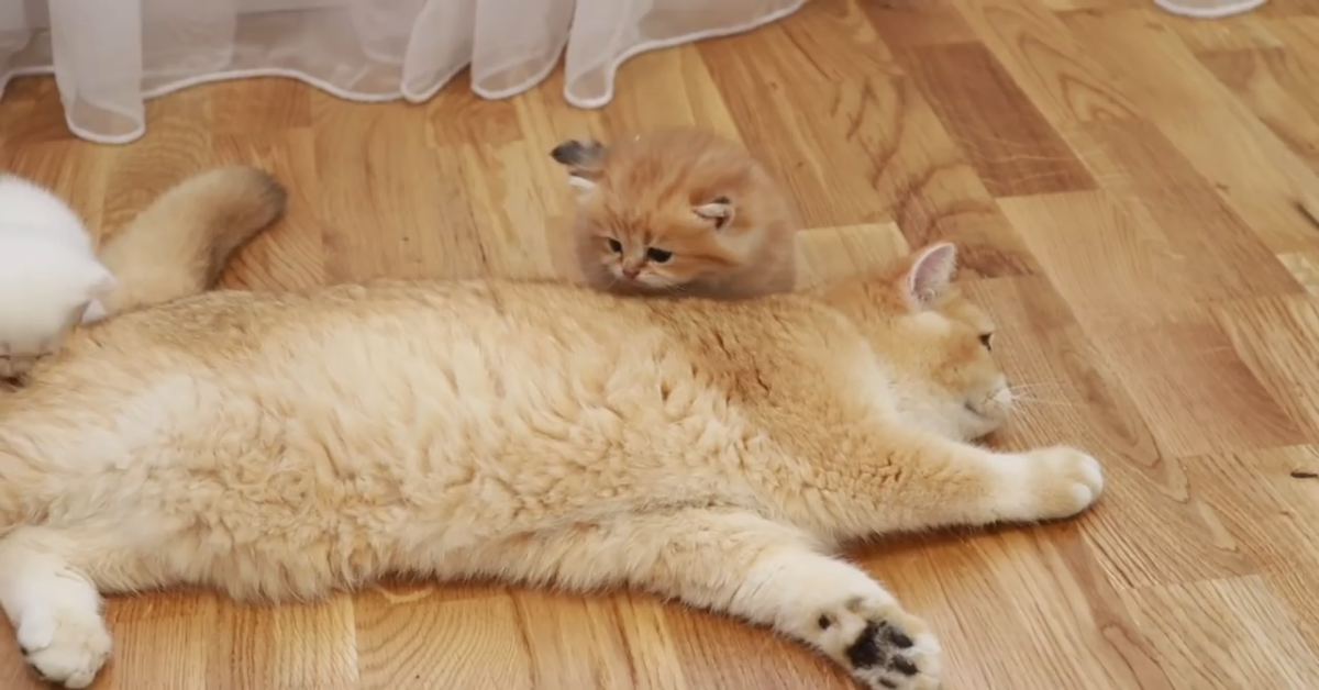 Gatto incontra i suoi fratellini e le sue sorelline (VIDEO)