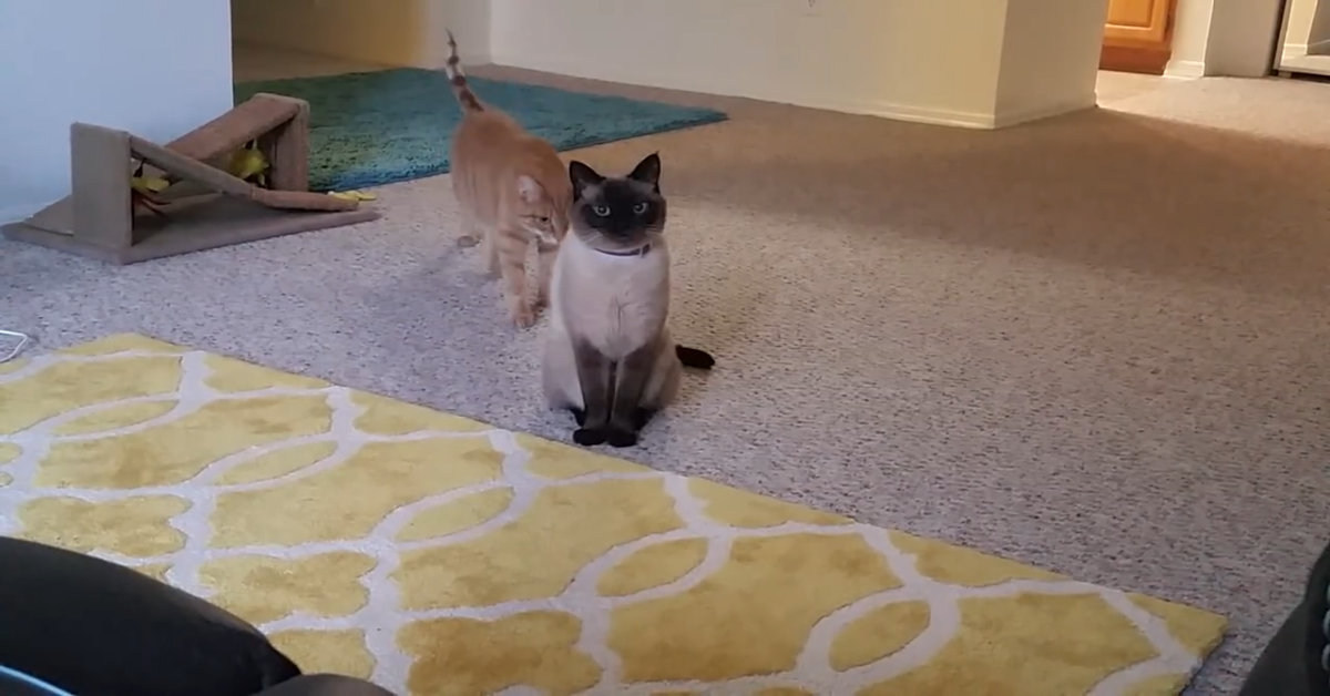 Un dolcissimo gatto siamese parla con il padrone (VIDEO)