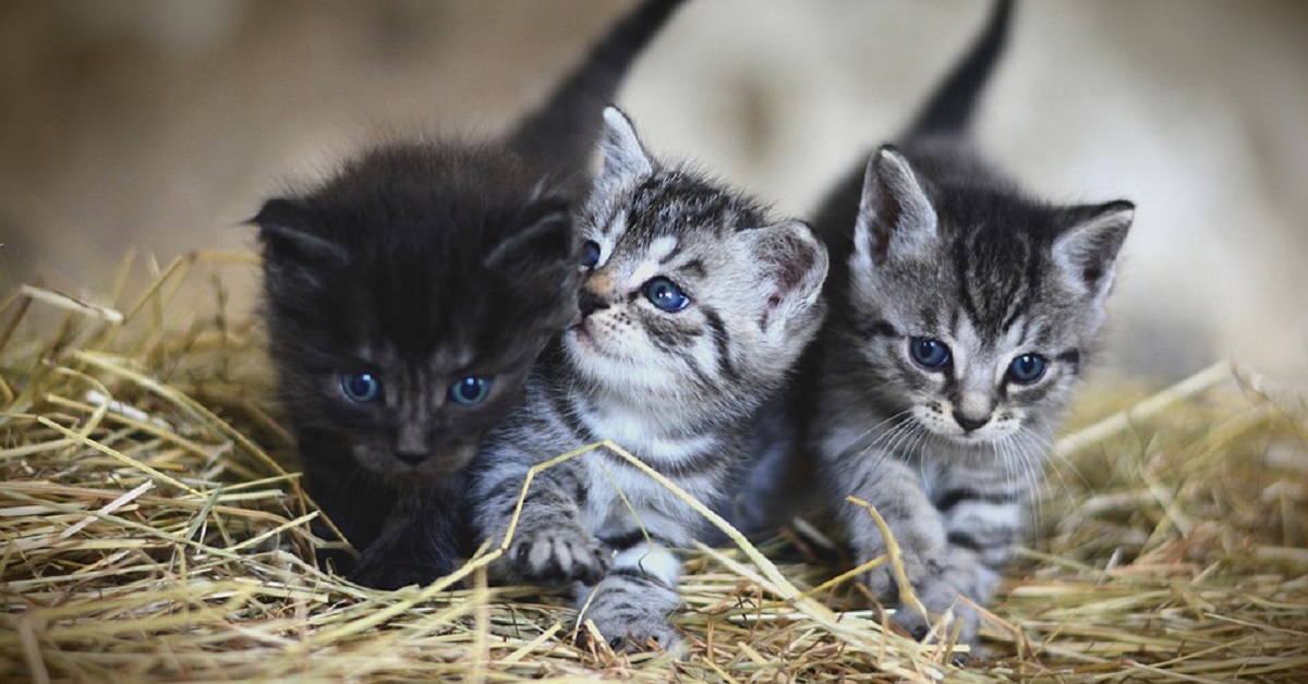 Il gattino Basil, dopo il salvataggio, conosce un amico speciale (FOTO)