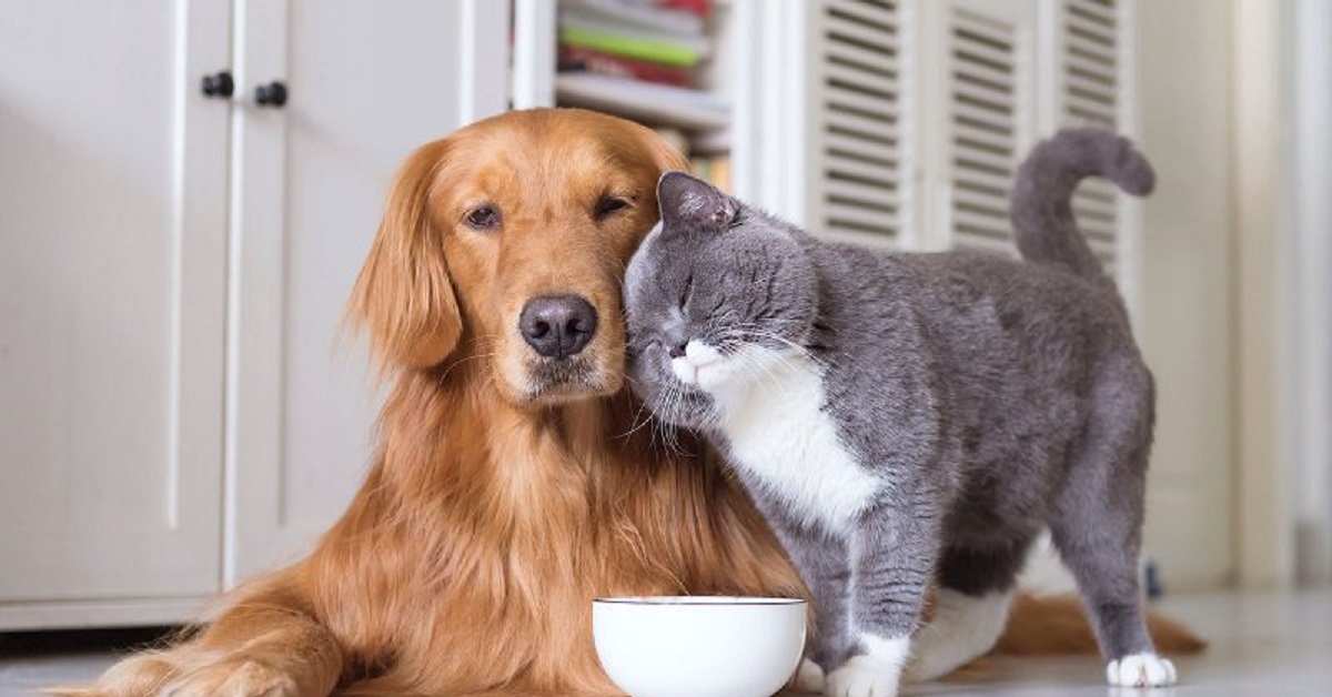 Il salvataggio di un piccolo gattino grazie ad una cagnolina amorevole (VIDEO)