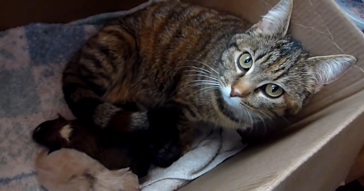 Mamma gatto ama un cucciolo di cane molto piccolo (VIDEO)