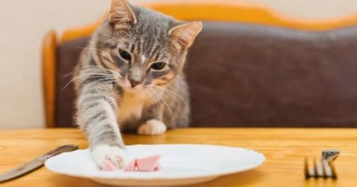 Кошка просит еду. Кот просит еду. Котик просит еду. Кот клянчит еду. Кот выпрашивает еду.