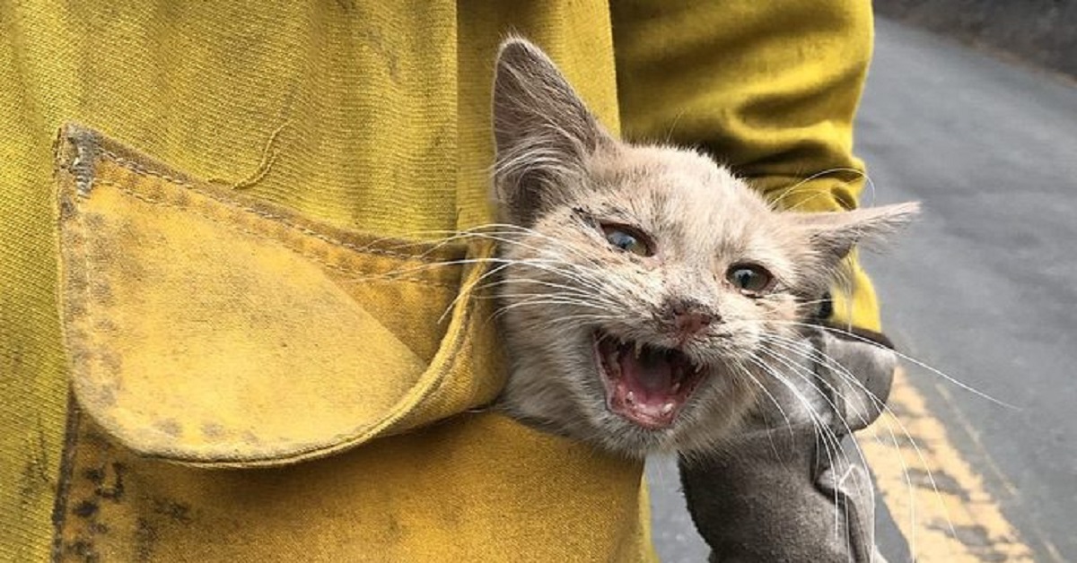 Salvato dalle fiamme un gattino in California grazie a dei coraggiosi pompieri (FOTO)