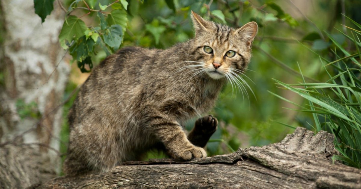 Un gattino, durante un battesimo, cade in acqua e interrompe la cerimonia (VIDEO)