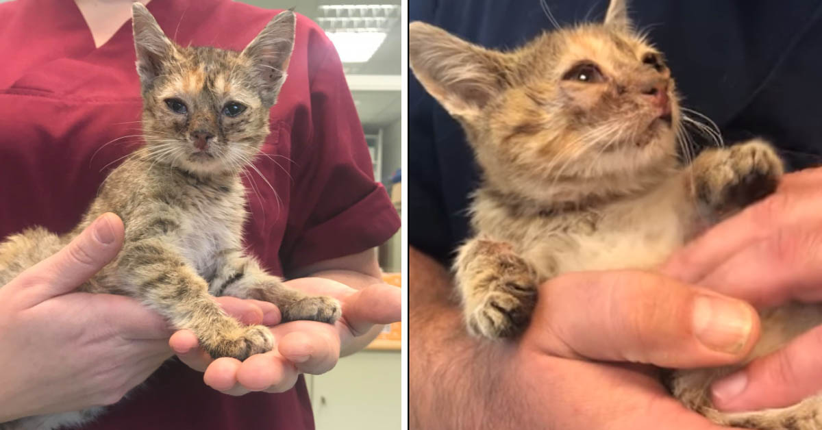 Hermione, la gattina abbandonata in pessime condizione che ora vuole essere felice (video)