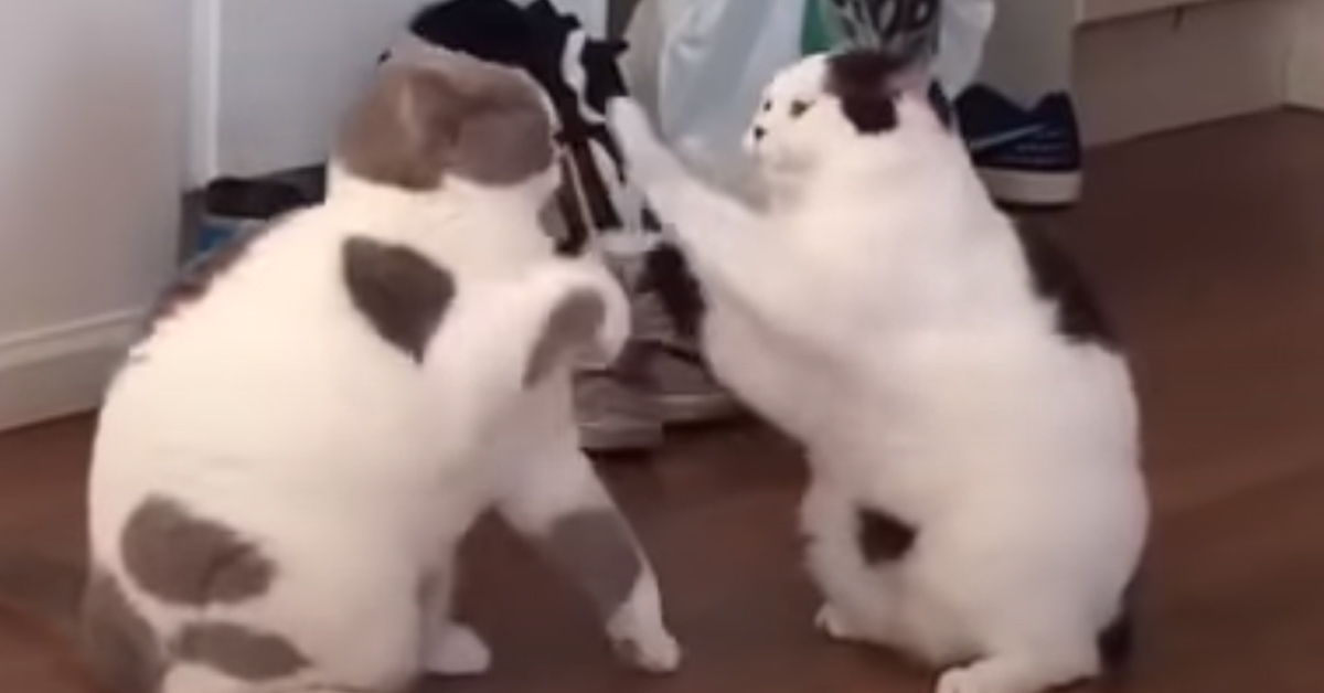 Gattini lottano