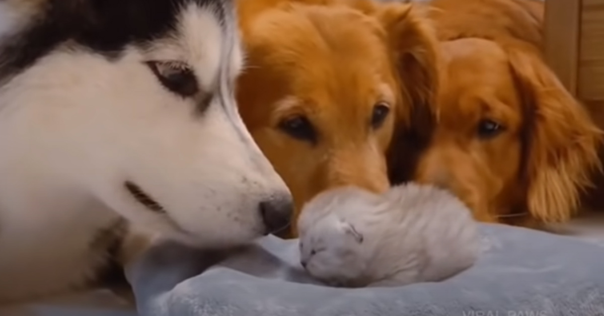 Il gattino appena nato incontra i suoi “fratelloni”, due Golden Retriever e un Husky (video)