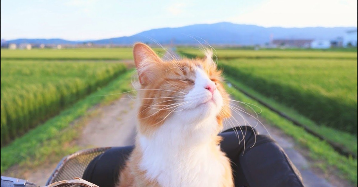 Dei gattini addestrati dal padrone sono ubbidienti e tranquilli (VIDEO)