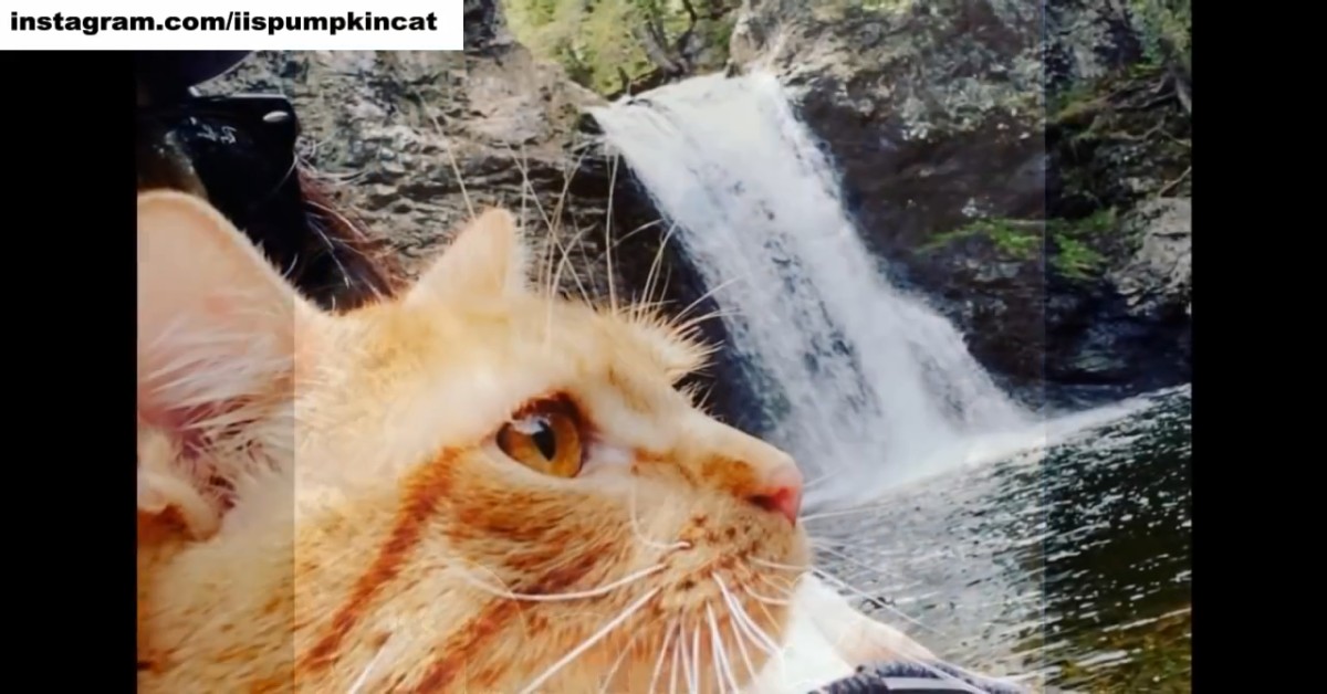 Un gattino va in spiaggia per la prima volta e la sua reazione è ilare (VIDEO)