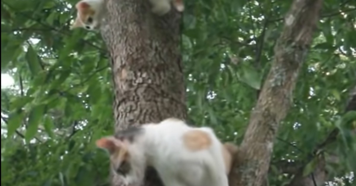 Mamma gatto incoraggia il gattino a scendere dall’albero (VIDEO)