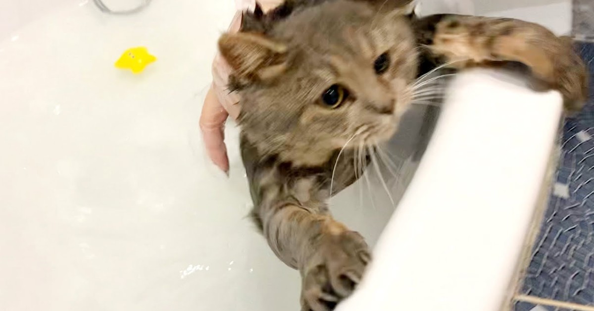 Un gattino grassottello fa il bagno anche se non ne ha voglia (VIDEO)