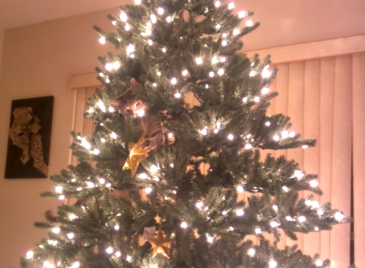 gattino soriano nascosto dentro albero