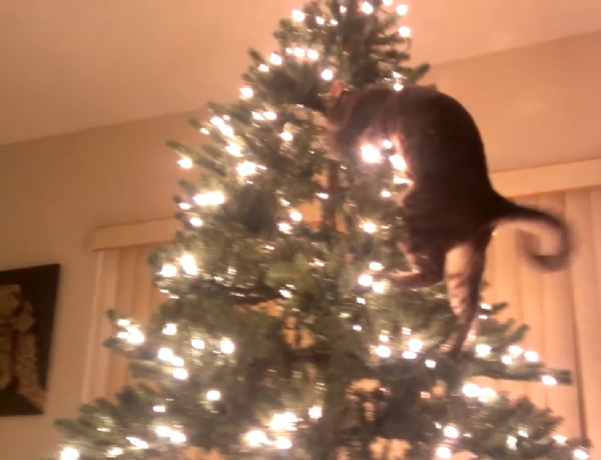 gattino soriano luci albero natale