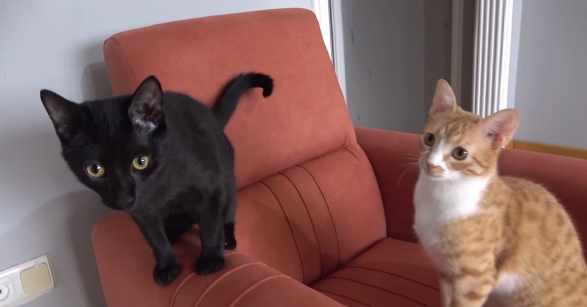 I gattini Indy e Chewie diventano migliori amici, tutto nasce in maniera caotica, il video chiarisce il perché