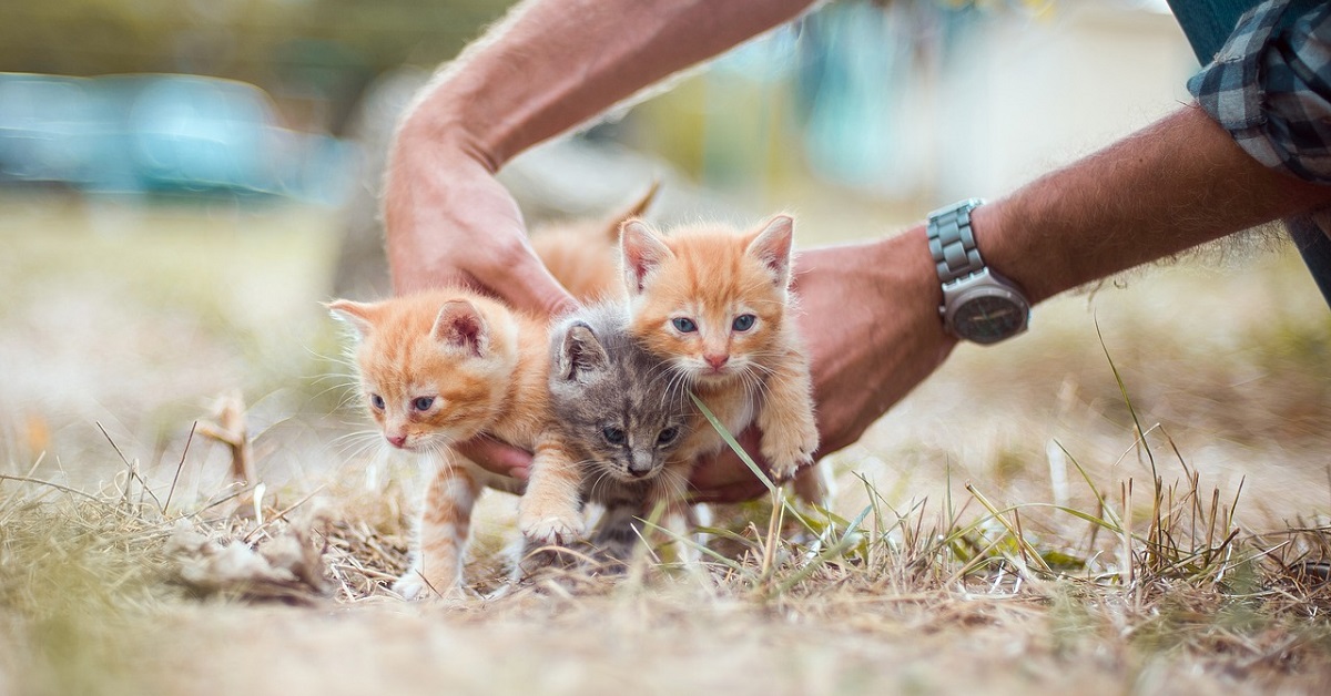 Gatta randagia incinta che ha dato alla luce cinque adorabili gattini