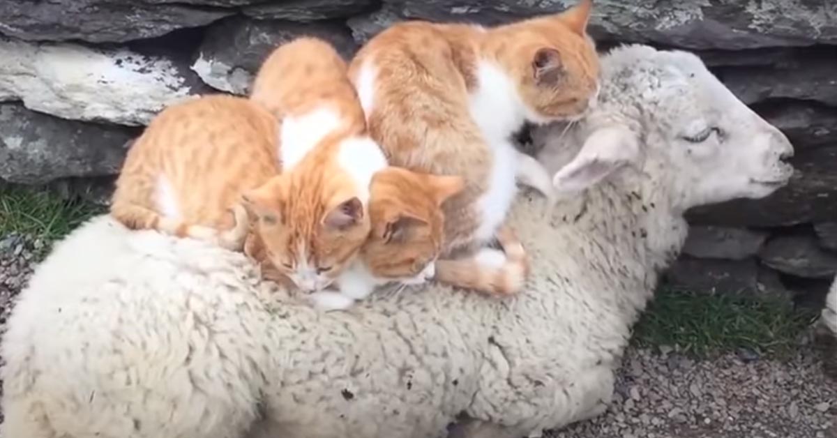 I gattini adorano dormire sopra la schiena della loro amica pecora (video)