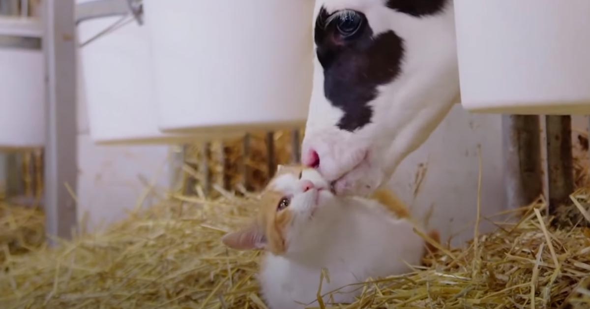 Il gattino è il migliore amico delle mucche della fattoria e adora farsi coccolare da loro (video)