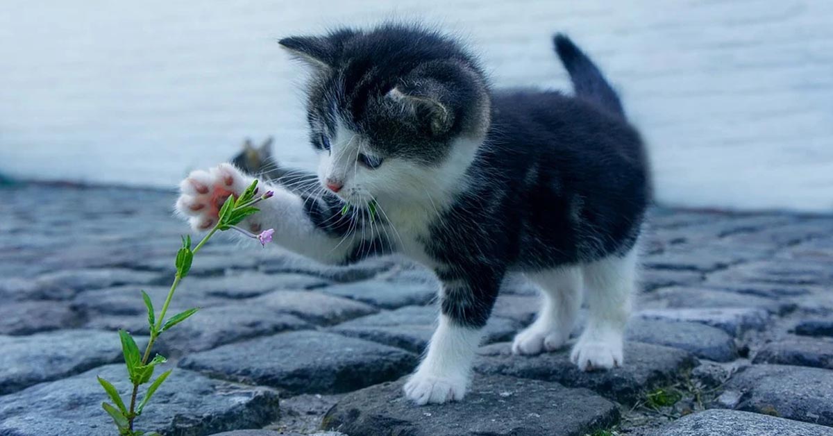 Il piccolo gattino curioso muove i suoi primi passi alla scoperta del mondo (video)