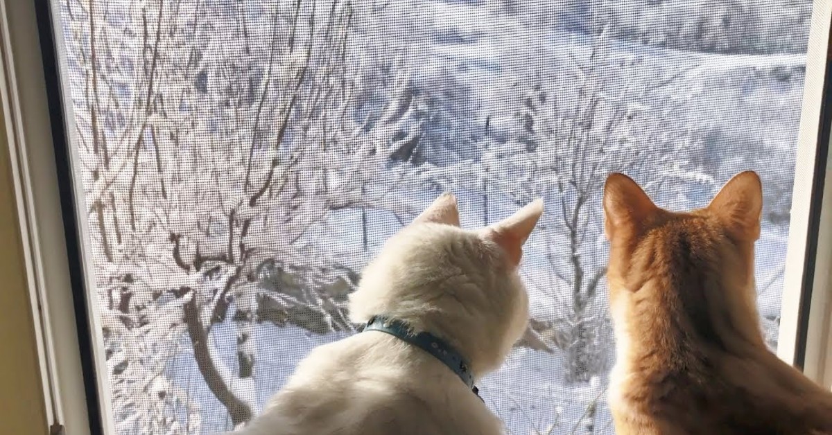 Svelato il motivo per cui i gatti si comportano in questo modo quando sono vicini alla finestra