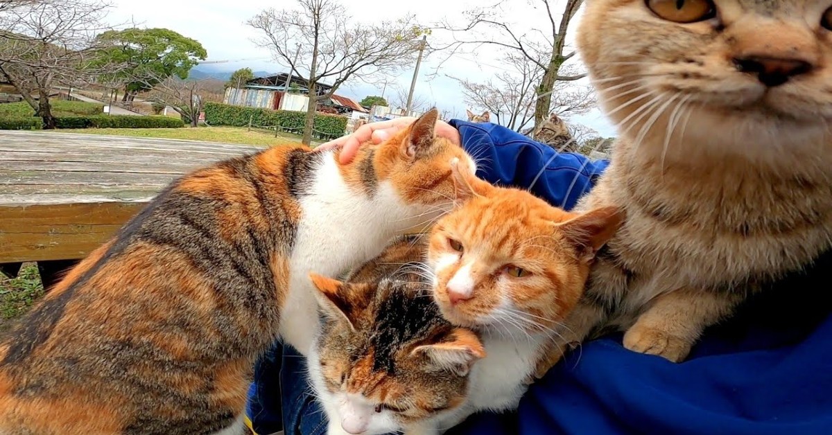 Dei gattini randagi vogliono stare in braccio di un uomo (VIDEO)