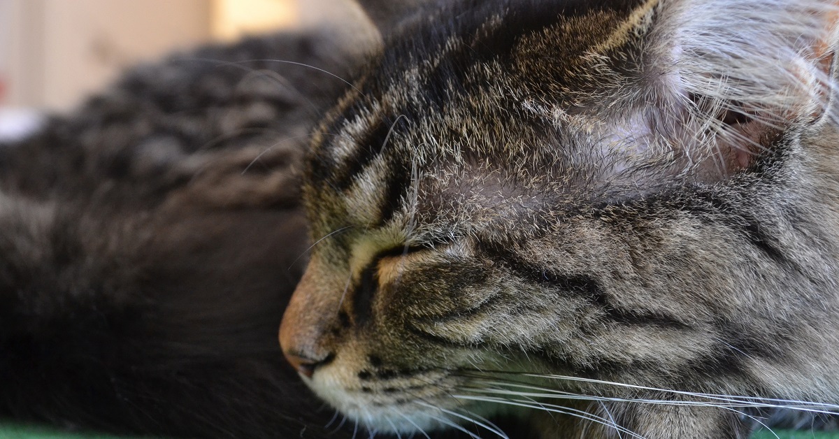 Il gattino dorme nel letto con il fratellino umano, poco dopo nel video accade qualcosa di magico