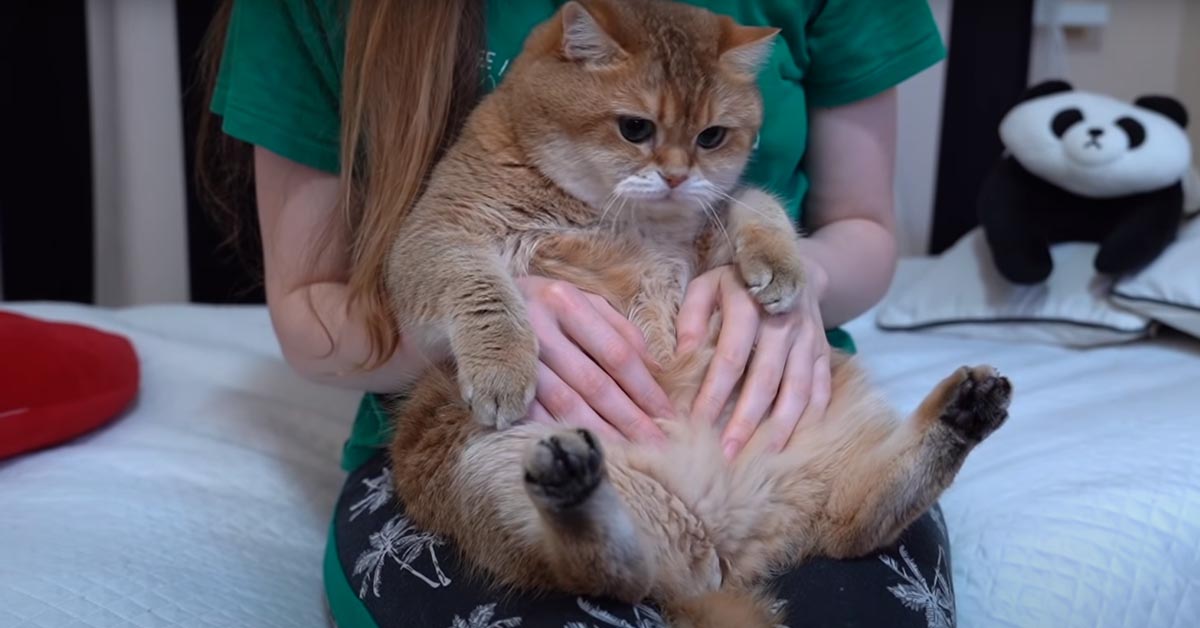 A questo gattino non piace per niente stare seduto sulle ginocchia della sua padrona (video)