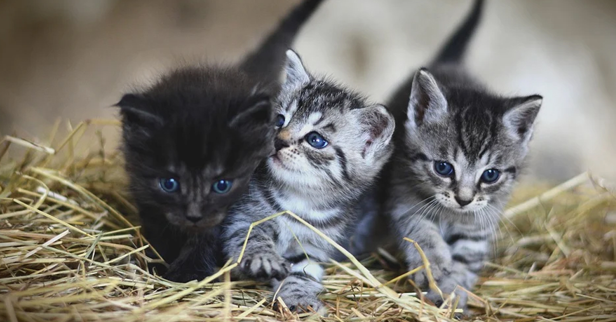 Dopo una vita in rifugio, questi gattini assaggiano per la prima volta la felicità di una vita in famiglia