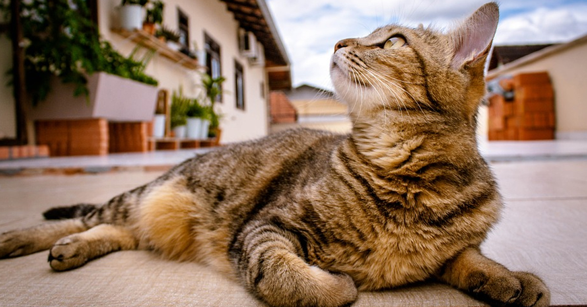 I gattini randagi entrano nella loro nuova casa per la prima volta