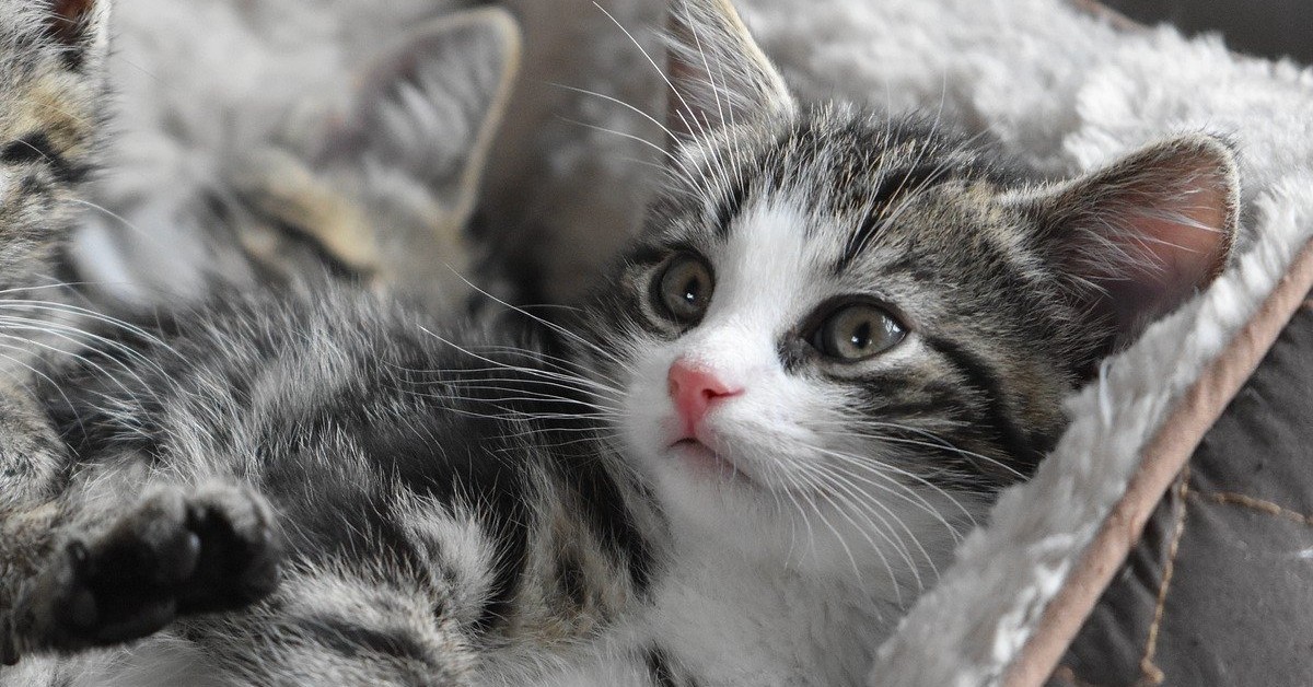 Il gattino che non sa mangiare e combina tanti guai (VIDEO)