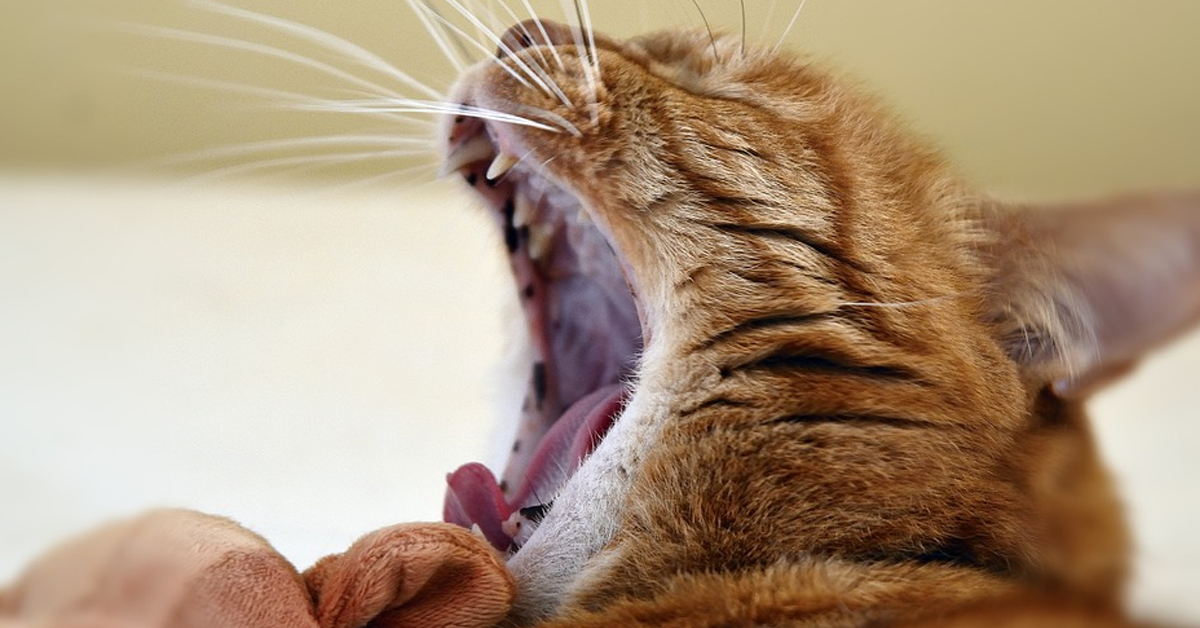 Il gattino dorme come un essere umano e conquista la rete (video)