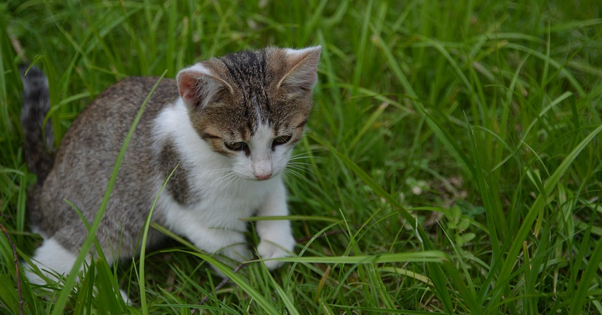 Il gattino gioca al riporto come se fosse un cagnolino (video)