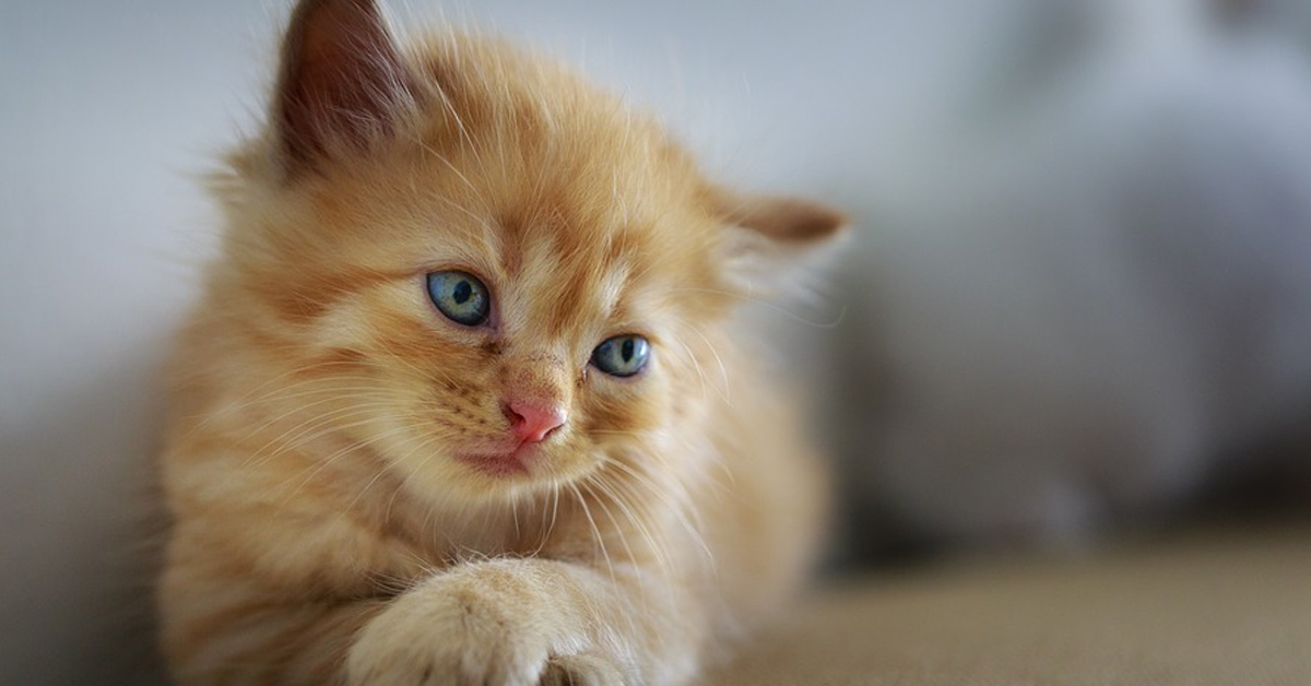 Il gattino randagio beve il latte dal biberon per la prima volta