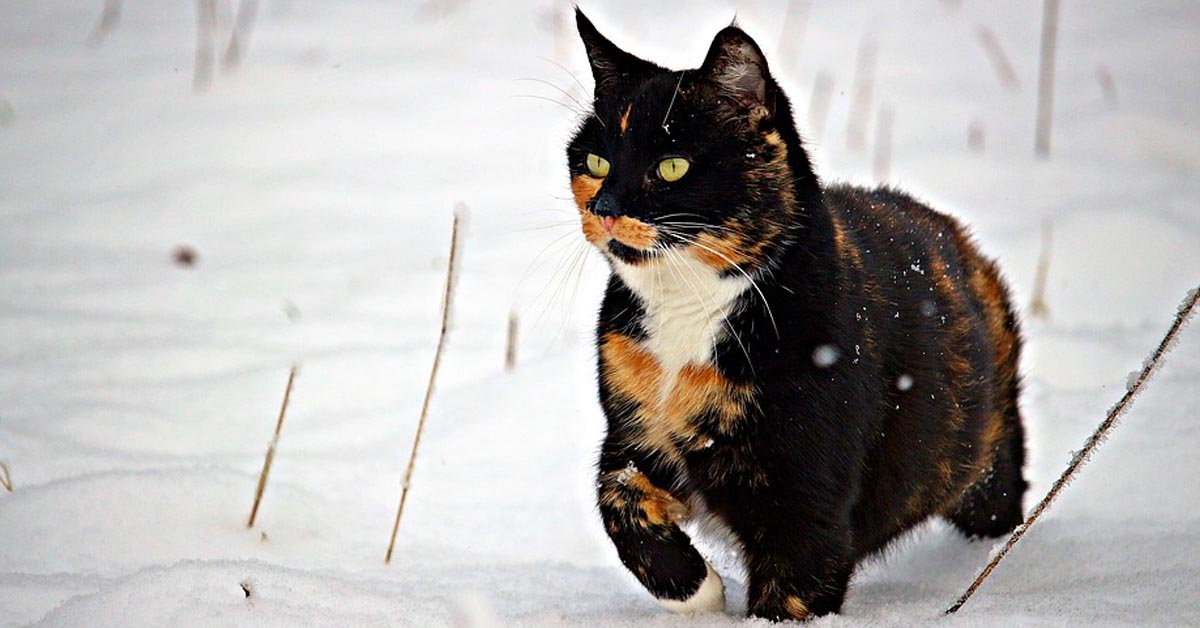 Il maestoso gattino adora camminare nella neve come un vero re (video)