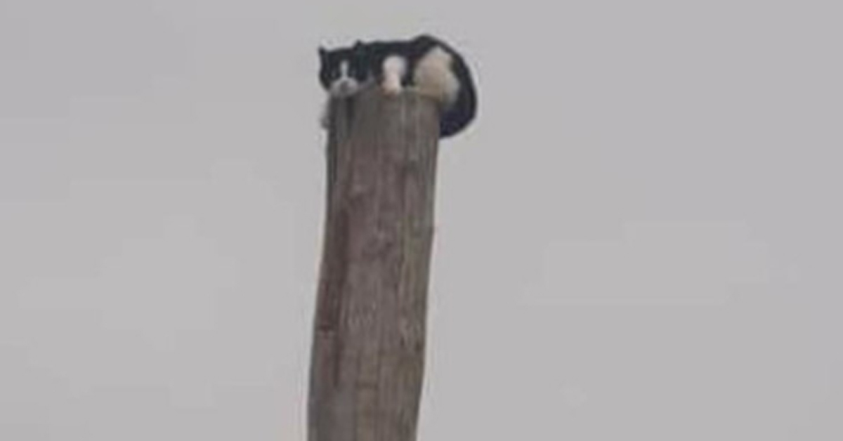 Gatto abbandonato sopra ad un palo