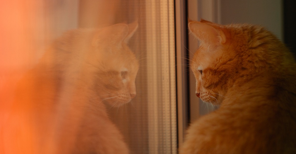 Il gattino e l’alce si incontrano alla finestra (VIDEO)